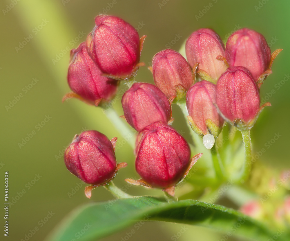 Monarch butterfly egg attached to a tropical milkweed flower Monarch butterfly egg attached to a tropical milkweed flower
