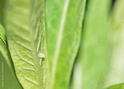 Sticker Monarch butterfly egg attached to a tropical milkweed leaf