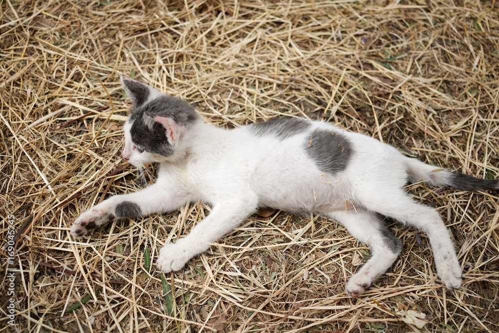The kitten lies on the hay The kitten lies on the hay
