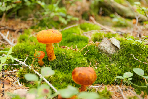 Funghi arancioni nel prato