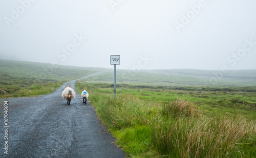 Two sheep walking on a remote road in Scotland next to a passing place roadsign. Outer hebrides, Scotland, UK.