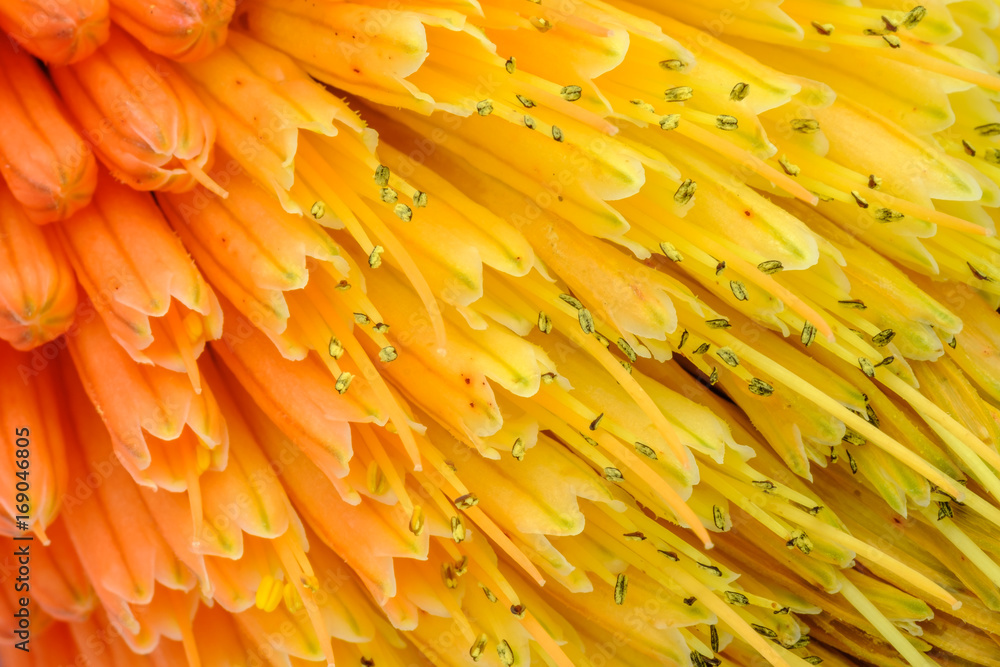 Macro View of Kniphofia Bengal Fire showing natural pattern with vibrant colors - obrazy, fototapety, plakaty 