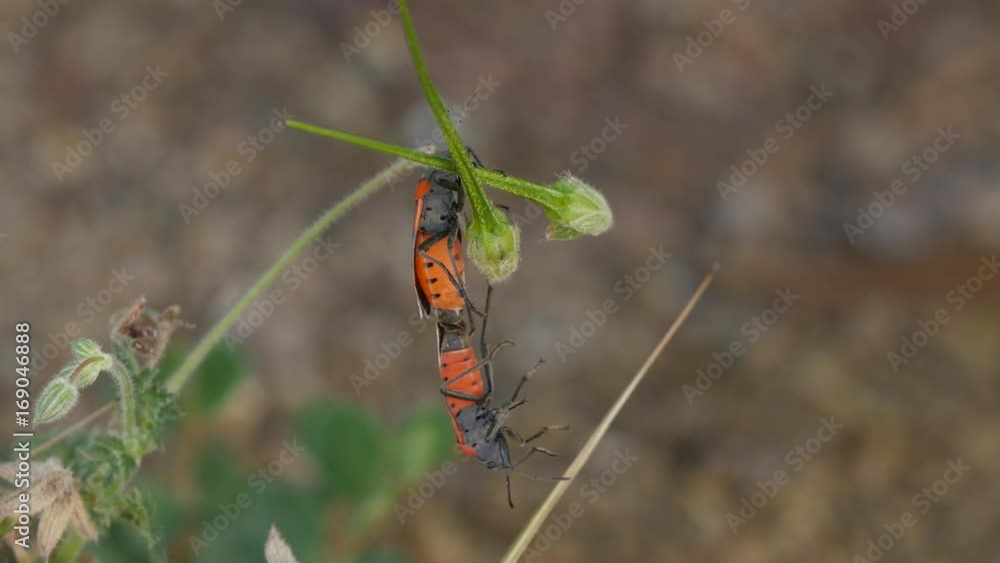 MIlkweed bugs mating MIlkweed bugs mating