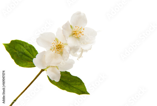 Fototapeta Naklejka Na Ścianę i Meble -  jasmine flower isolated