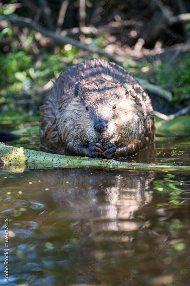 Fototapeta premium Beaver