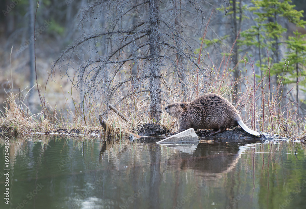 Beaver