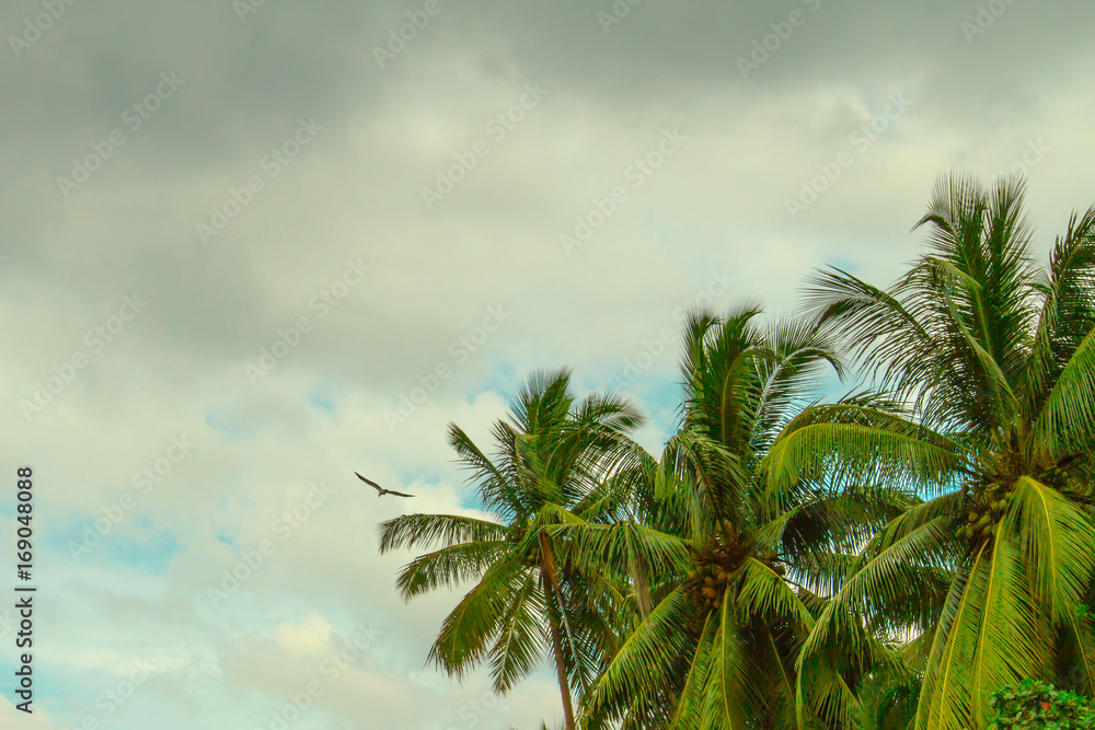 Fototapeta premium Sri lanka landscapes