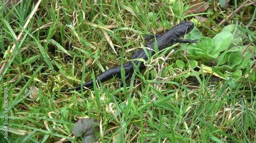 Animal Great crested newt Triturus cristatus crawling in spring grass

 photo