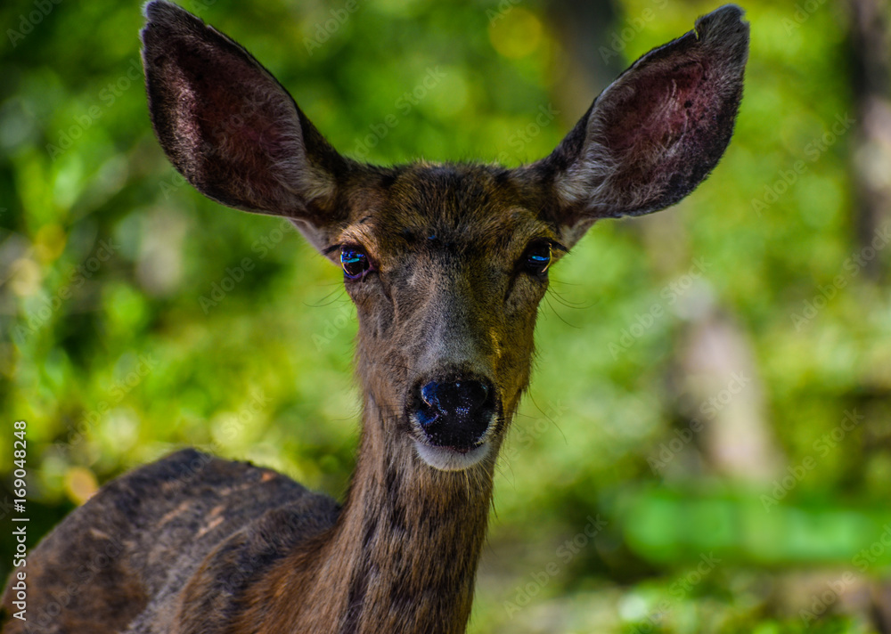 BIG DOE EYES BIG DOE EYES