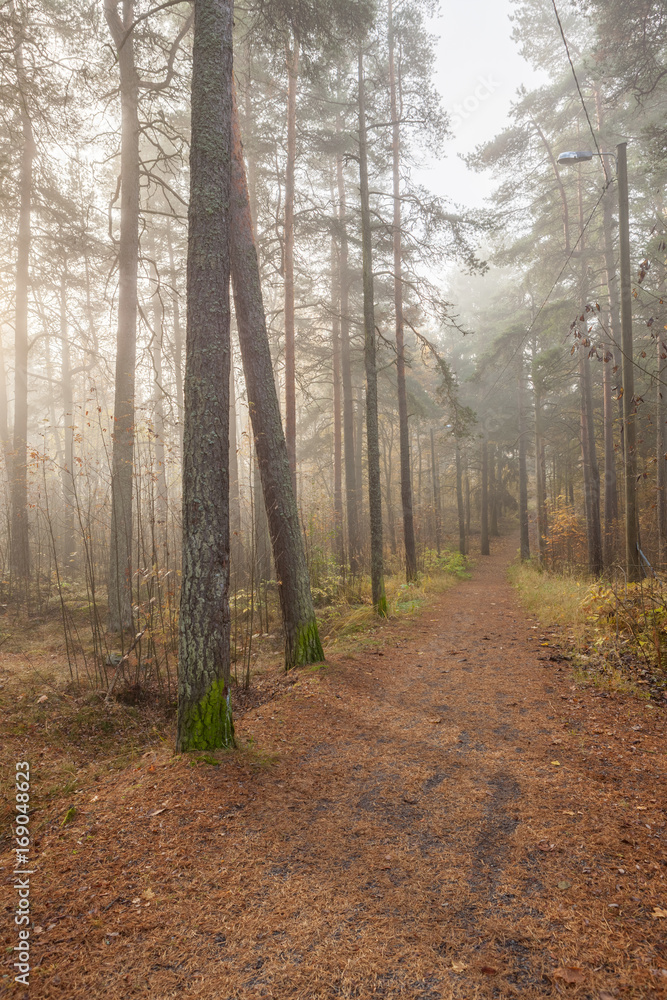 Naklejka premium Foggy morning sun light forest