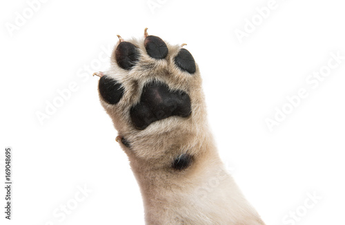 puppy paw isolated photo