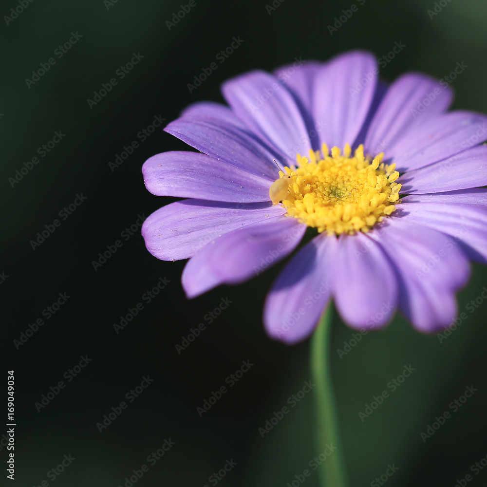 tender sweet ping flower on naturak dark green background tender sweet ping flower on naturak dark green background