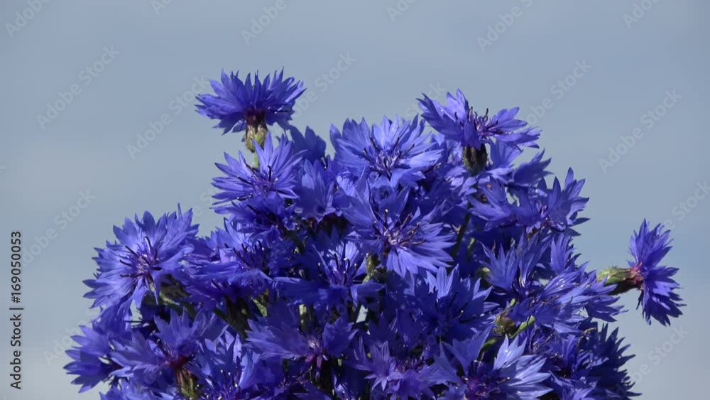 Rotating on sky background bunch blue cornflowers
Rotating on sky background bunch blue cornflowers