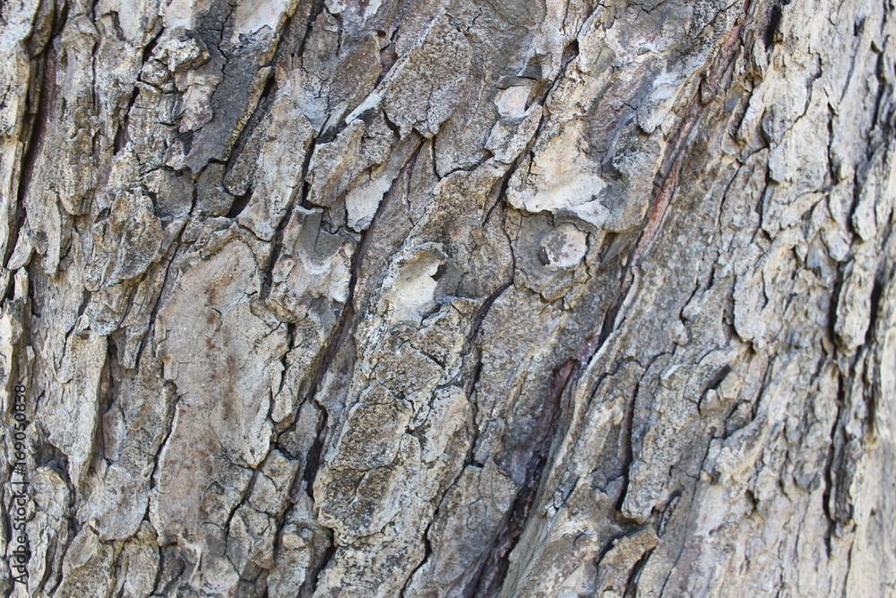 This is the twisted bark of a tree