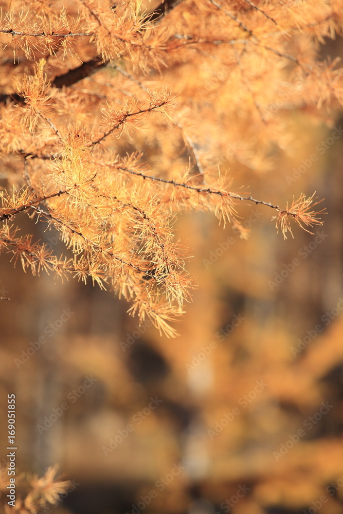 Autumn: golden pine leaves in Daxinganling Forest, China Autumn: golden pine leaves in Daxinganling Forest, China