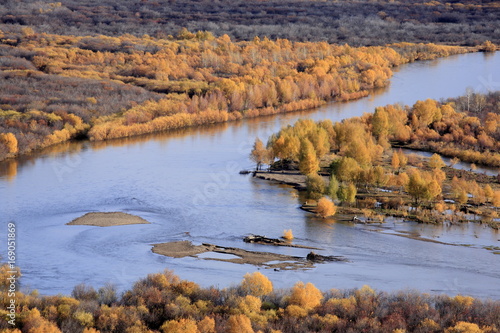 Autumn: golden trees along the river bank in Daxinganling Forest, Ergun River, China