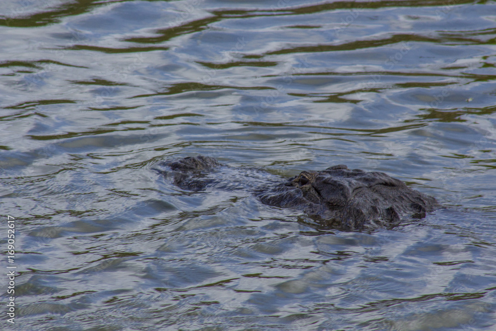 alligator alligator