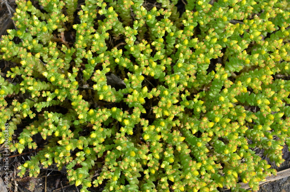 A perennial plant cleansing acrid grows in the form of a background.