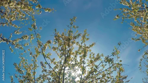 Blossoming Apple Trees In Orchard Garden photo