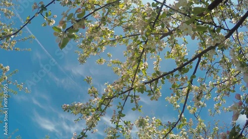 Blossoming Apple Trees In Orchard Garden photo