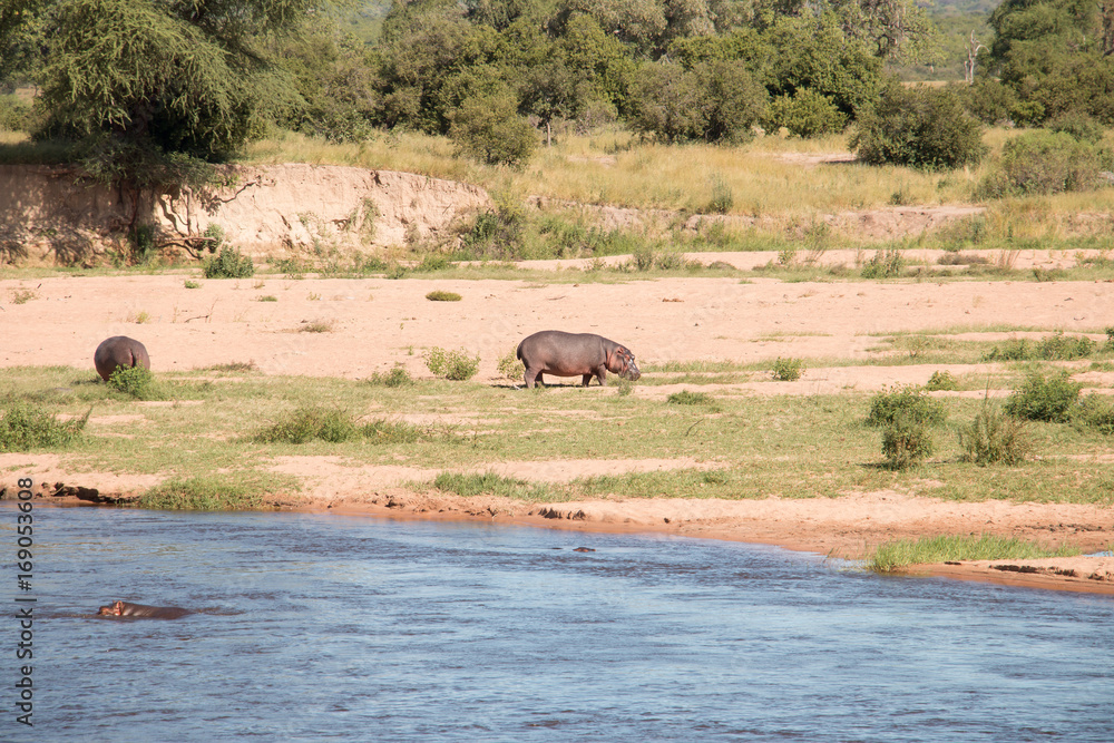A large hippopotamus grazing on the banks of Ruaha River A large hippopotamus grazing on the banks of Ruaha River