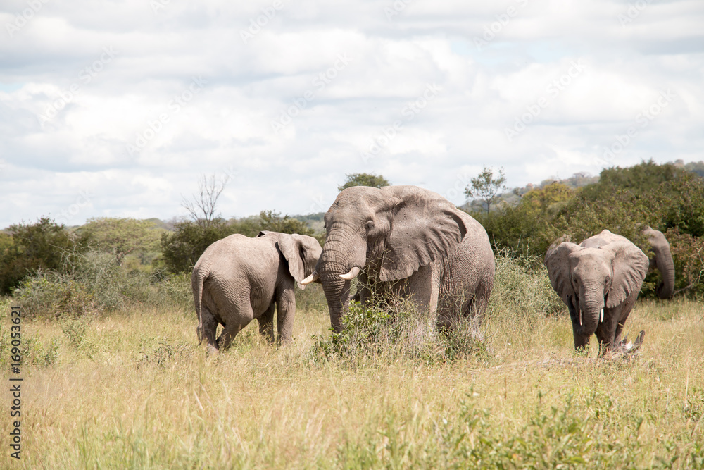An elephant herd in Ruaha National Park