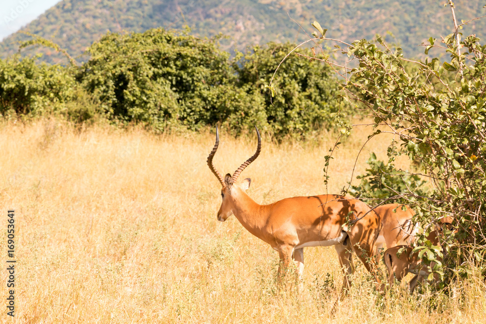 A male grant's gazelle in Ruaha National Park A male grant's gazelle in Ruaha National Park