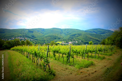 Der Weingarten