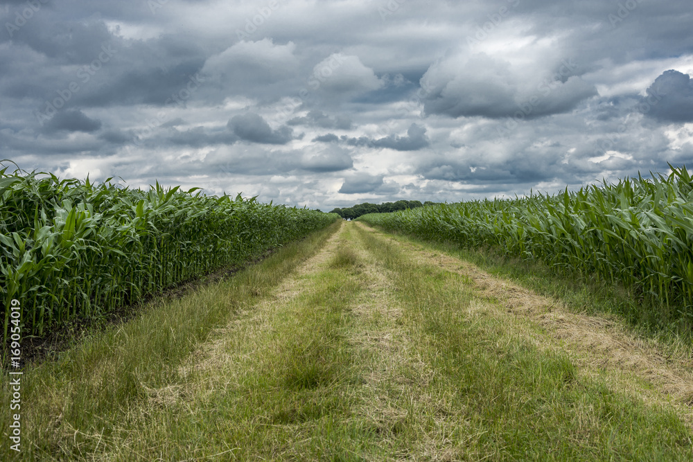 Path through a corn field with extremely cloudy sky