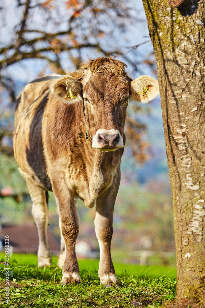 cows at summer green field. Cow on a summer pasture cows at summer green field. Cow on a summer pasture