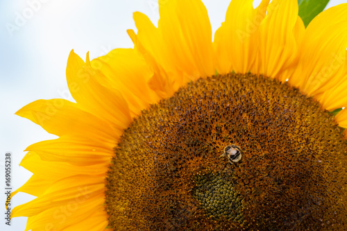 A giant sunflower with a bee photo