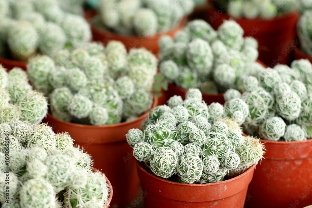 Fototapeta premium cactus