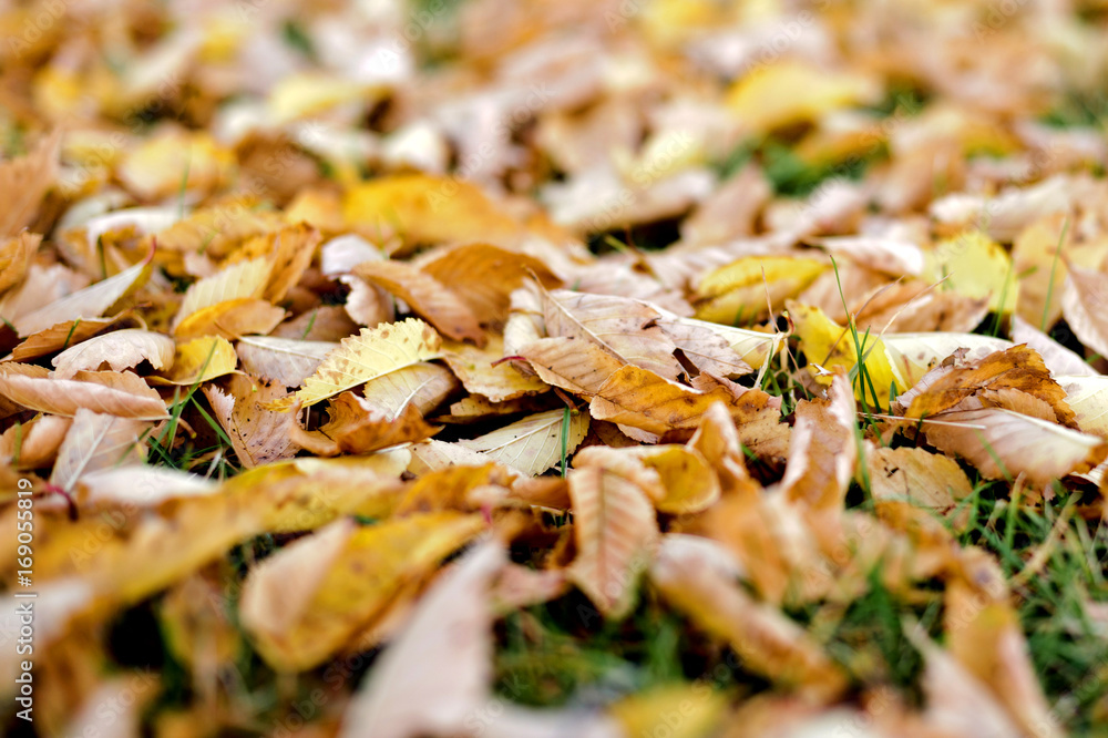 Autumn yellow leaves on green grass Autumn yellow leaves on green grass