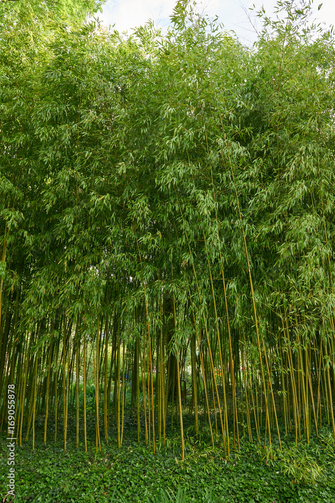 Claude Monet s gardens in Giverny, France Claude Monet s gardens in Giverny, France
