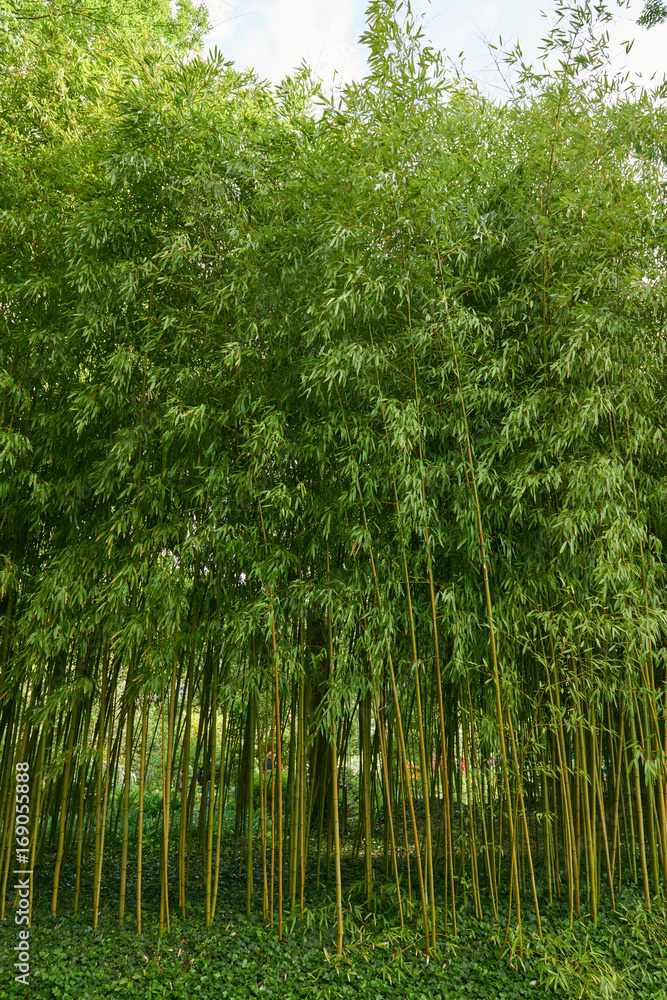 Claude Monet s gardens in Giverny, France Claude Monet s gardens in Giverny, France