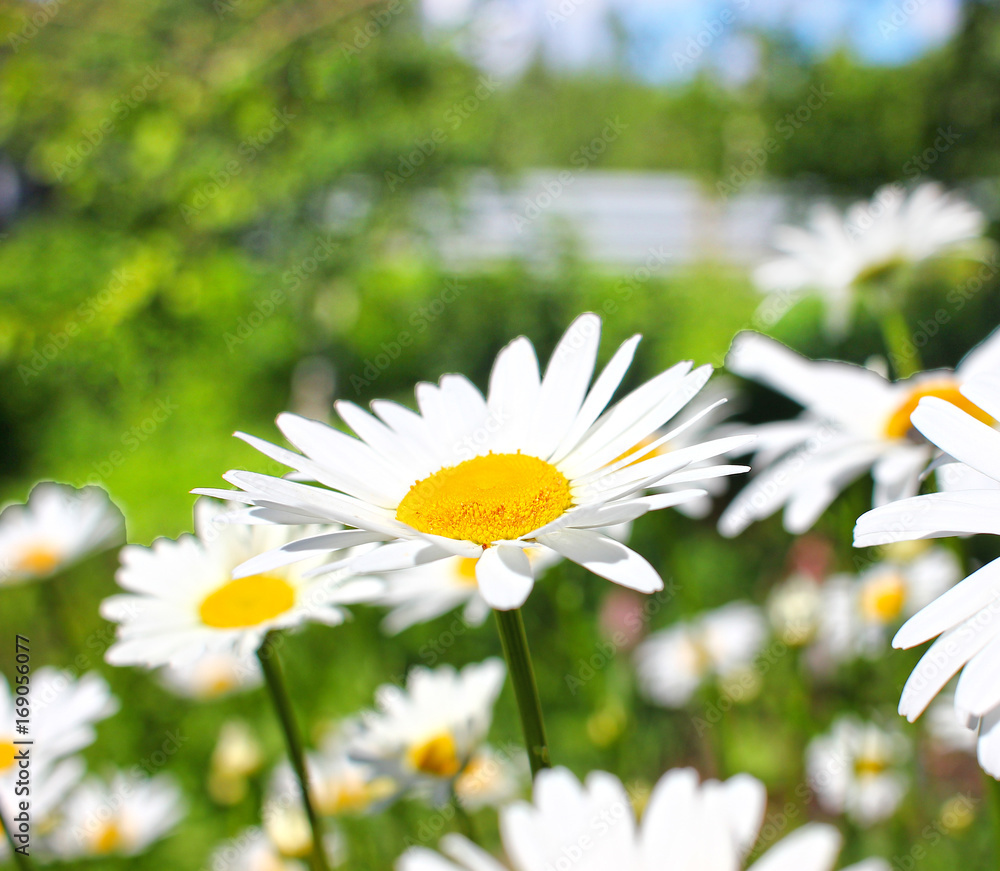 Blooming chamomile, close-up of a slightly blurred background, color white Blooming chamomile, close-up of a slightly blurred background, color white