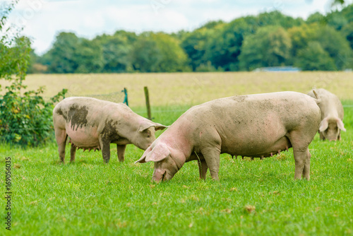 Pigs graze on farm. Pig on green field © EwaStudio