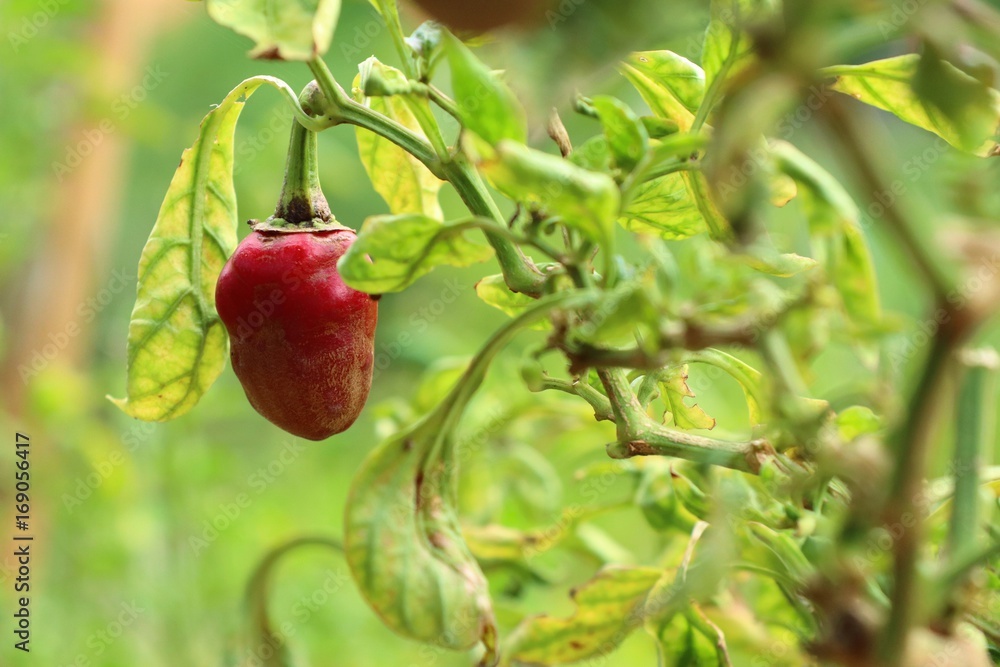 Obraz premium Brazil peppers