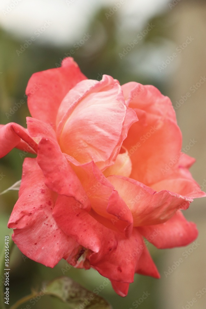 roses roses
