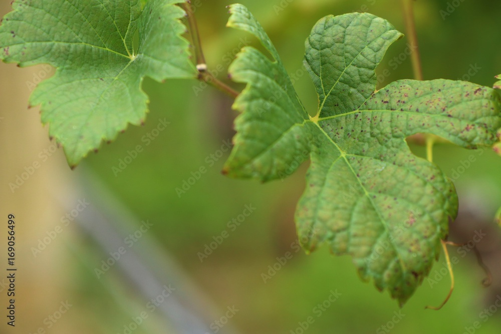 Grape leaves Grape leaves