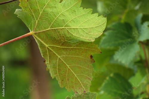 Grape leaves