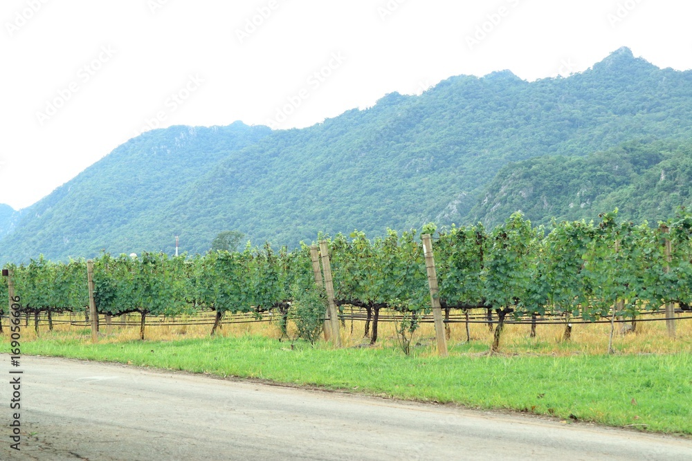 Road in the vineyard