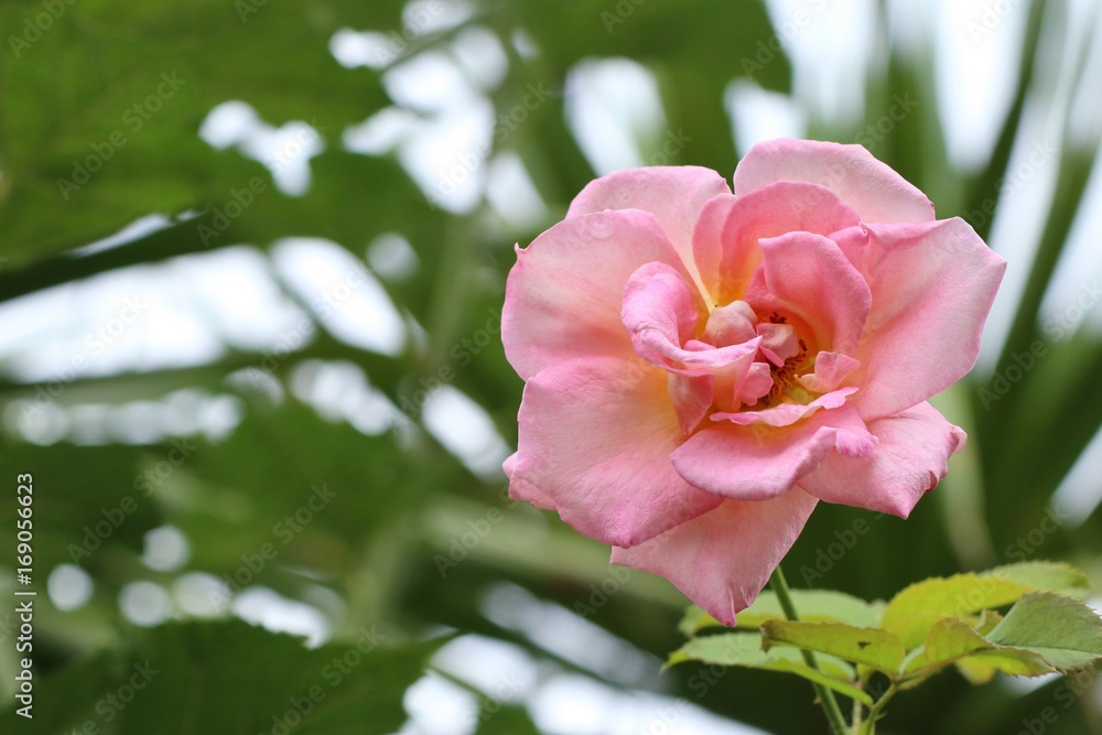 Fototapeta premium roses