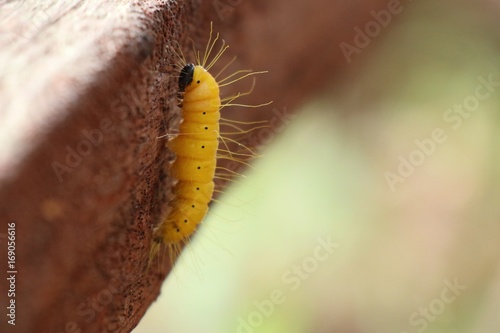 yellow caterpillar