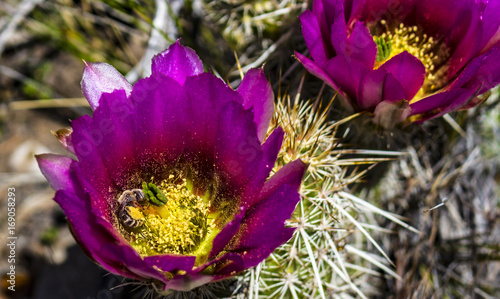 Photography Bee At Work