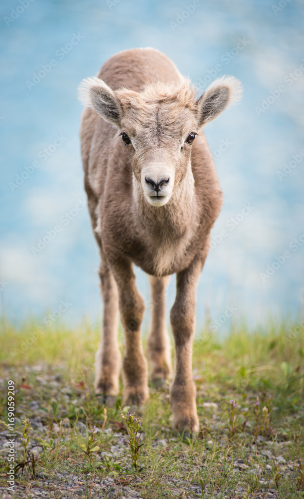 Obraz premium Bighorn