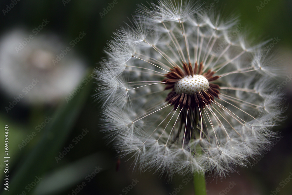 Fototapeta premium Dandelion showing the texture of the seeds, the cushion and the feathery parachutes. The backgound is softly out of focus