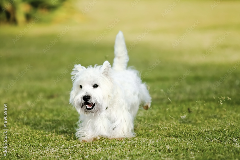West Highland White Terrier, Westie dog running on the green grass