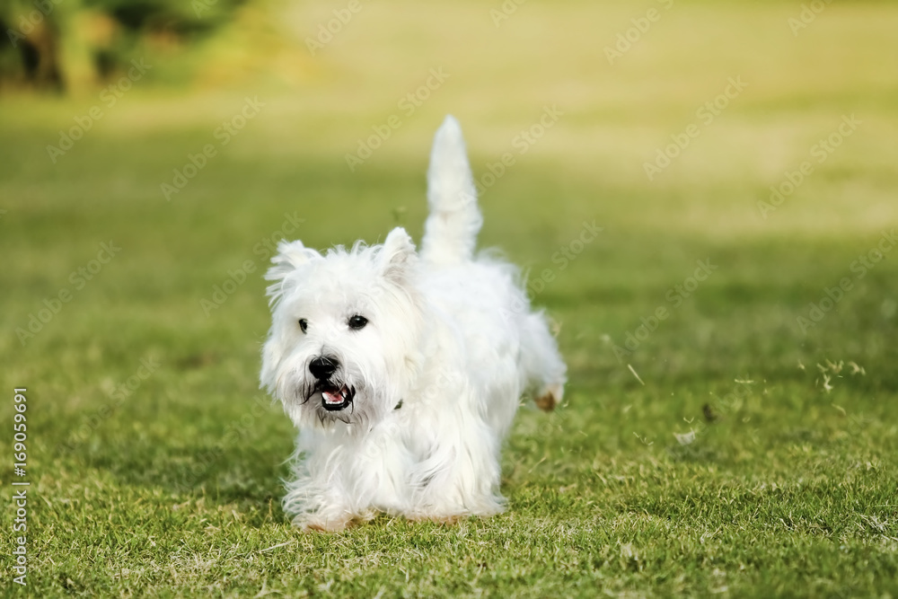 West Highland White Terrier, Westie dog running on the green grass West Highland White Terrier, Westie dog running on the green grass