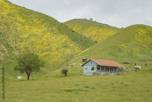 Beautiful yellow goldifelds blossom with hills and wooden house